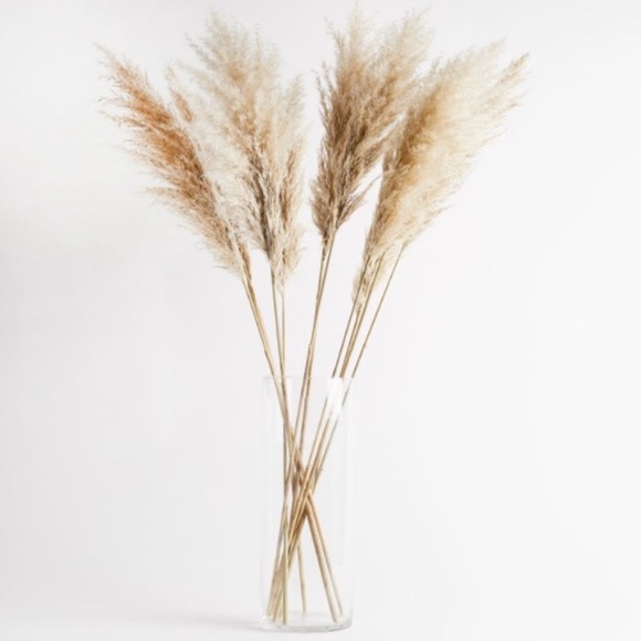 PAMPAS GRASS dried natural grasses 3 STEMS - Picture 3 of 3